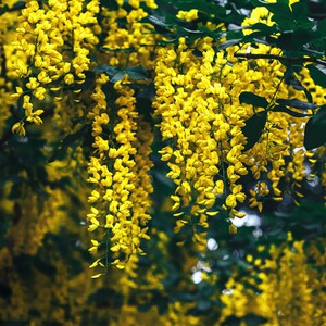 日本紫藤花树苗爬藤植物庭院绿化围墙四季开花卉盆栽花苗紫藤萝蔓