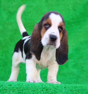 纯种比格犬幼犬活体狗比格猎犬米格鲁猎兔犬巴吉度短毛猎犬宠物狗