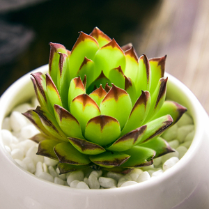 观音莲 多肉植物组合盆栽肉肉 肉嘟嘟室内多肉含盆带土清仓1元