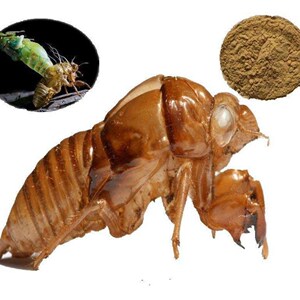 材天然蝉蜕50克包邮蝉衣知了壳蝉脱金蝉衣爬了狗虫蜕药店专用