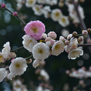 梅花【筋入春日野】红梅花跳枝复瓣阳台书房卧室盆栽苗易活包对版