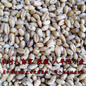 陈小麦 做药引老麦子八年陈麦 放久麦子 河南小麦自家收藏 五斤装