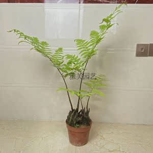 观音蕨盆景喜水一叶蕨蕨类绿植网红茶几耐阴室内庭院观音坐莲软装