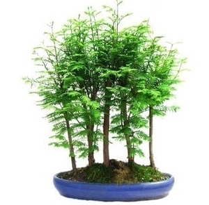 丛林式盆景式水杉佳品迷你盆景植物杉树株微型丛林小盆栽造型送礼