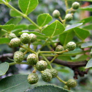 贵州特产板贵花椒