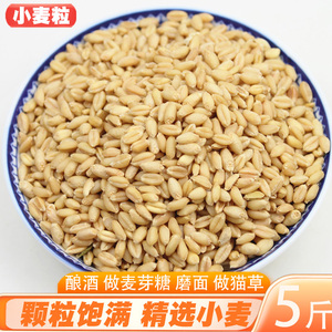 小麦粒新货5斤农家自产磨面粉可做麦酱麦芽糖带皮麦子五谷杂粮