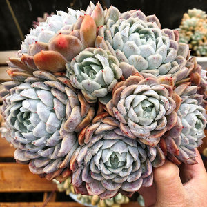 云南昆明纯露养超肉肉月影系多头群生多肉植物墨西哥雪球一物一拍