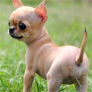 出售吉娃娃家养宠物狗狗小型茶杯犬观赏犬包健康