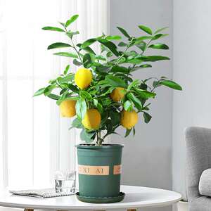水果树盆栽水果植物 室内 好养小柠檬树苗适合阳台种植的水果