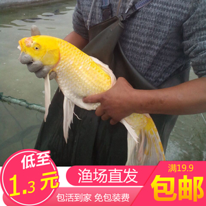 纯种黄金锦鲤活体长尾龙凤观赏鱼冷淡水鱼金鱼草金鱼锦鲤活体家养