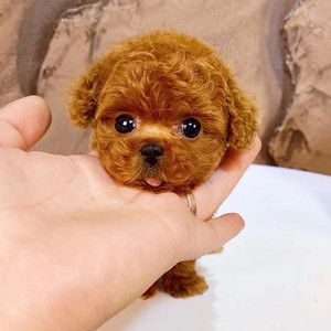 宠物狗狗幼犬真狗泰迪小型