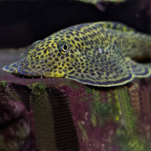 观赏鱼活体水族宠物中国原生鱼小型淡水冷水鱼清道夫方式长汀吸鳅