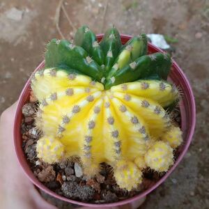 仙人球 大豪丸自然锦 易养美观开花大朵室内防辐射吸甲醛多肉盆栽