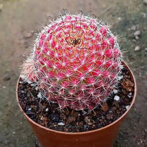 多肉植物红娜丸果冻色仙人球红色稀有开花仙人球 越晒越红防辐射