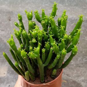 植物盆栽绿植珊瑚棒