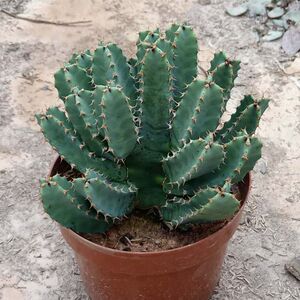 精品仙人柱【白角麒麟】易养群生带刺仙人柱防辐射吸甲醛多肉盆栽