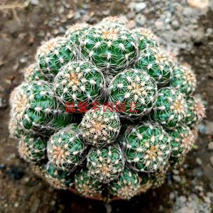 新品趴刺群生 胭脂红 仙人球开花火星多肉植物办公室防辐射宝山属