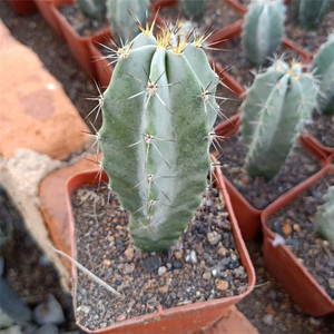 仙人球【朝雾阁柱】实生开花易养防辐射吸甲醛美观易养绿植小盆栽