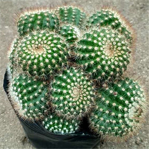 稀有大戟科仙人球【南国玉群生】易养开花 美观 吸甲醛 防辐射