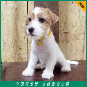 出售纯种刚毛黄白双色小型犬幼犬宠物活体狗杰克罗素梗真狗不掉毛
