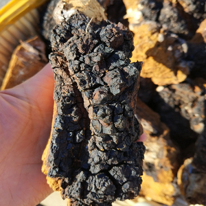 东北桦树泪野生桦树桦褐孔菌白桦茸大兴安岭野生桦树茸500g包邮