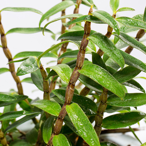 铁皮石斛叶茶
