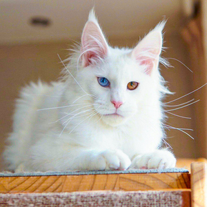 缅因猫幼猫纯种巨型猫纯白色异瞳猫咪活物幼崽狮子猫活体赛级血统