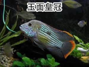 804人付款淘宝包邮玉面皇冠鱼起头红尾皇冠鱼蓝面财神鱼热带观赏鱼