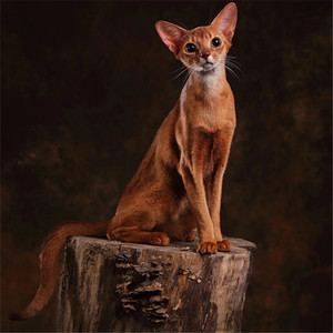 阿比西尼亚猫纯种幼猫活体红色原始色小鹿色古埃及法老猫索马里猫