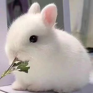 小兔子活体侏儒兔迷你长不大小型公主熊猫垂耳小白兔小型宠物兔子