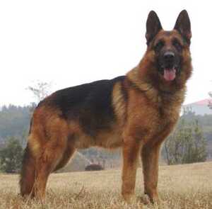 出售纯种德国牧羊犬活体德牧幼犬德国黑贝警犬家养大狼狗宠物狗狗