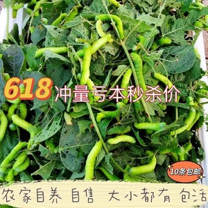 豆青虫活体豆虫豆丹芝麻虫下蛰土虫食用大青虫猪儿虫鱼饵活饵鲶鱼