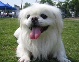 成都本地犬舍出售纯种京巴幼犬活体宠物狗小型犬哈巴狗京巴犬幼崽