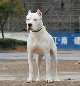 重庆本地犬舍出售纯种杜高犬幼犬活体阿根廷杜高狗狗大型猎犬斗犬