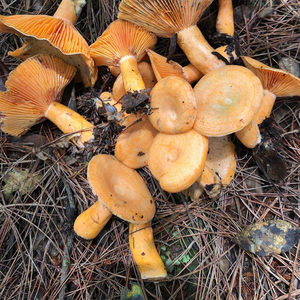 湖南野生蘑菇枞菌