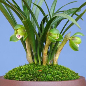 带花苞兰花兰草花浓香蕙兰春兰耐寒易活绿植花卉盆景九头兰九节兰