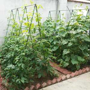 花架豆角类爬藤架藤蔓支架子蟹爪兰攀爬架