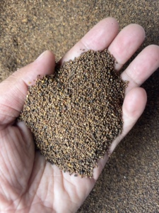 安国中药材市场批 发 盐菟丝子 炒菟丝子 1000克