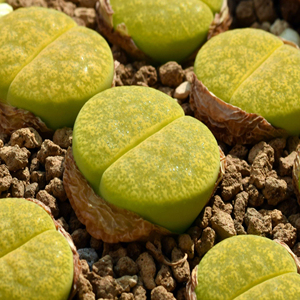 生石花绿紫勋小盆栽pp干养皮实番杏科多肉植物裸根肉锥趣味包邮