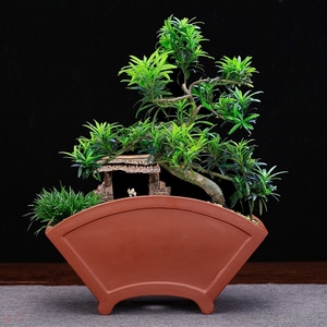 e君子兰专用花盆扇形陶瓷花盆长方形陶瓷花盆桌面盆栽花盆送.