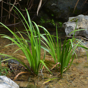 石菖蒲水培植物水养室内四季水培龟池鱼缸绿植造景假山鲜活附石草
