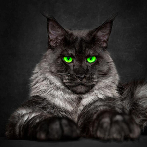俄罗斯缅因猫纯种幼猫纯黑色巨型猫咪活物绿眼赛级血统宠物猫活体