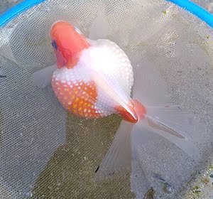 珍珠金鱼活体观赏红白蓝花冷水大肚子胖嘟嘟皮实好养招财精品包邮