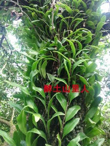 龙眼树寄生上树莲新鲜深山抱树莲桂圆树寄生茶上木蛇树苇