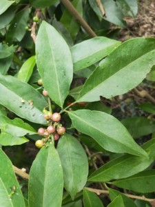 深山新鲜山小橘 山油柑 山柑橘 野沙柑 油饼木 枝叶发货