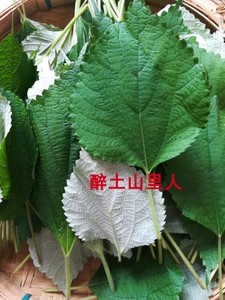 新鲜白麻叶野生苎麻叶 白苎麻叶野苎麻 野麻 家麻白麻叶