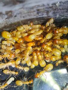 全黄土耳其弓背蚁  费氏弓背蚁宠物蚂蚁全黄群落