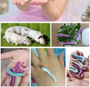 养殖大型饲养盒五彩蚕宝宝 七彩 活体鲜活新鲜食物白色爬行小房子