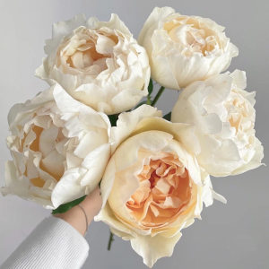 奶油伊芙欧月法国月季直立四季大花强香抗病玫瑰花苗