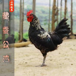 子琛正宗农家散养土鸡藏鸡月子鸡公鸡山林散养柴公鸡走地鸡